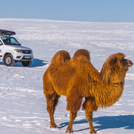 Mongolia Or Bust: Liqui Moly Extreme Offroad Mongolia Tours